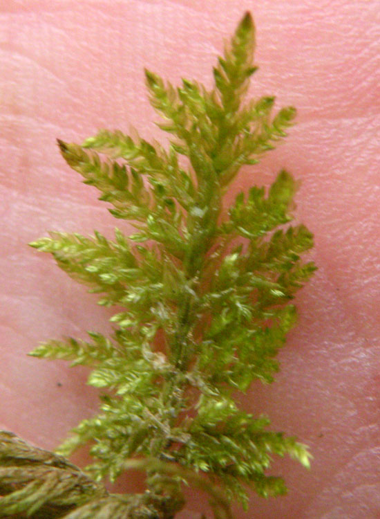 Muschi su muretto a secco